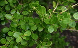 A kislevelű bukszus részletes leírása és vásárlási lehetőség buxus-microphylla-sinica-kislevelu-bukszus
