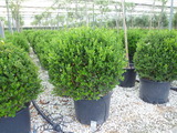 A Faulkner bukszus részletes leírása és vásárlási lehetőség buxus-sempervirens-faulkner-bukszus