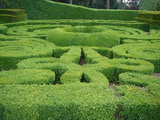 A sövénybukszus részletes leíráss és vásárlási lehetőség buxus-sempervirens-suffruticosa_soveny-bukszus