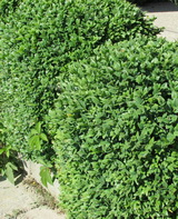 buxus-sempervirens_puszpang