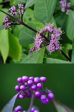 callicarpa-bodinieri_kinai-lilabogyo-virag-es-termes