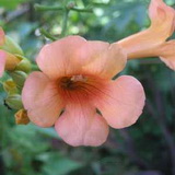 campsis-radicans-indian-summer