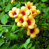 Judy campsis-radicans-judy