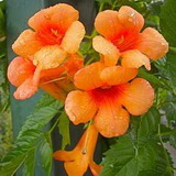 Orange Summer campsis-radicans-orange-summer