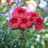 Praecox campsis-radicans-praecox