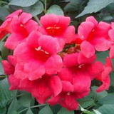 Tango campsis-radicans-tango