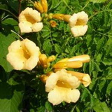 Yelow Tumplet campsis-radicans-yellow-trumpet