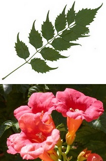 campsis-radicans_trombitafolyondar-level-virag