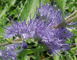 caryopteris-incana_kinai-kekszakall-virag