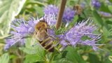 caryopteris-x-clandonensis_beporzas