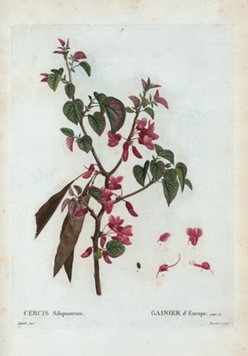 cercis-siliquastrum-pa-pierre-joseph-redoute