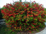 chaenomeles-japonica-blooming
