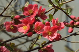 Sargentii japánbirs chaenomeles-japonica-etna-japanbirs