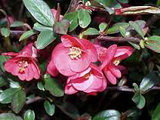 chaenomeles-japonica-eximia