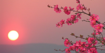 chaenomeles-japonica-hajnal