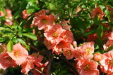 chaenomeles-japonica-sargentii