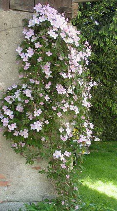 clematis-montana_hegyi-iszalag-falon