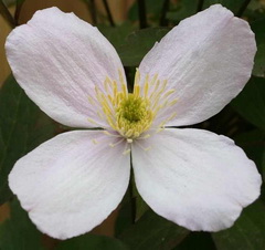 clematis-montana_hegyi-iszalag-virag