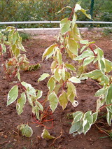 Részletes leírás és vásárlási lehetőség cornus-alba-elegantissima