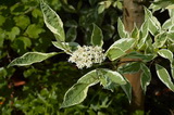 A fehértarka fehér som részletes leírása és vásárlási lehetőség cornus-alba-elegantissima_fehertarka-feher-som