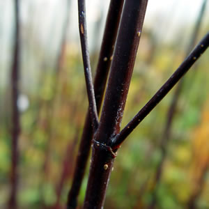 cornus-alba-kesselringii
