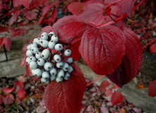 cornus-alba-osz