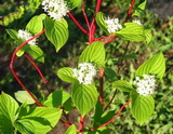 Részletes leírás és vásárlási lehetőség cornus-alba-sibirica