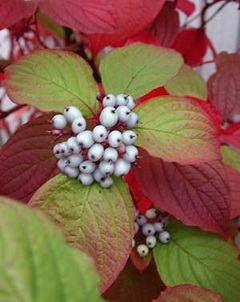 cornus-alba-sibirica-termes