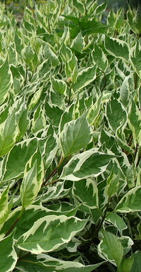 cornus-alba-sibirica-variegata-lomb