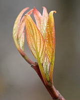 cornus-alba-spaethii