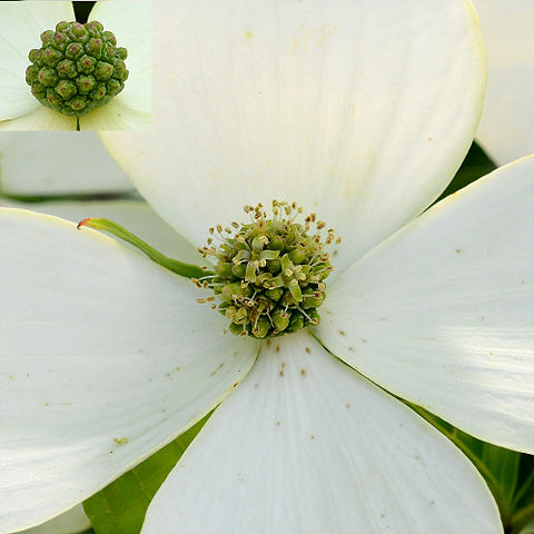 cornus-kosua-virag