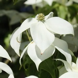 cornus-kousa-var-chinensis_kinai-csillagsom-virag