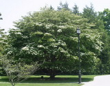 cornus-kousa_csillagsom