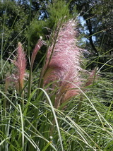 cortaderia-selloana-rosea-ezustos-pampafu-427226-160x214.jpg