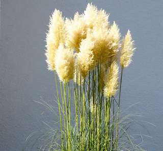 cortaderia-selloana_ezustos-pampafu