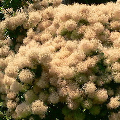cotinus-coggygria