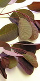cotinus-coggygria-leaf