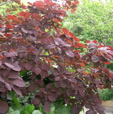 Royal Purple cotinus-coggygria-royal-purple-160x161.jpg