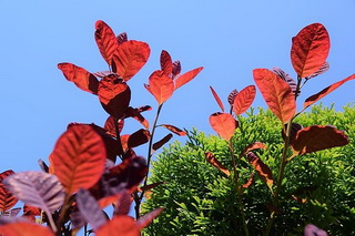 cotinus-coggygria-royal-purple-cserszomorce-level