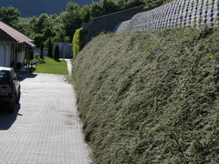 cotoneaster-dammeri-skogholm-madarbirs-novenyfal