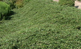 cotoneaster-hybrida-bella-talajtakaro