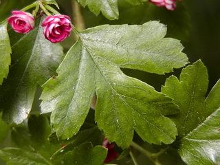 crataegus-laevigata-paul-s-scarlet