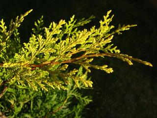 cupressocyparis-leylandii-gold-rider-leafs