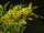 cupressocyparis-leylandii-gold-rider-leafs_arany-leyland