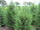 cupressocyparis-leylandii-green-rocket-leyland-ciprus