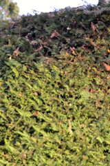 cupressocyparis-leylandii-hiba