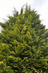 Az arany leyland ciprus részletes leírása és vásárlási lehetőség cupressocyparis-x-leylandii-gold-rider_arany-leyland-ciprus