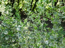 euonymus-fortunei-emerald-gaiety_ezustarka-kecskerago