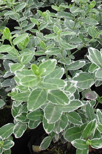 euonymus-fortunei-emerald-gaiety_ezusttarka-kecskerago