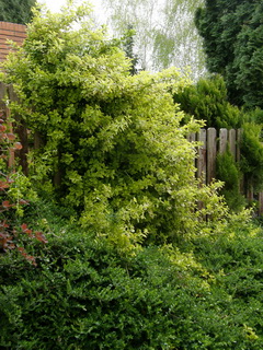 euonymus-fortunei-emerald-n-gold-kertreszletben